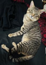 Lost Male Cat last seen Beach Boardwalk, Santa Cruz, CA 95060