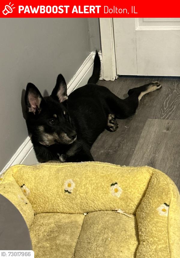 Lost Female Dog last seen 144th and Dobson, Dolton, IL 60419