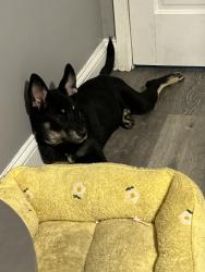 Lost Female Dog last seen 144th and Dobson, Dolton, IL 60419