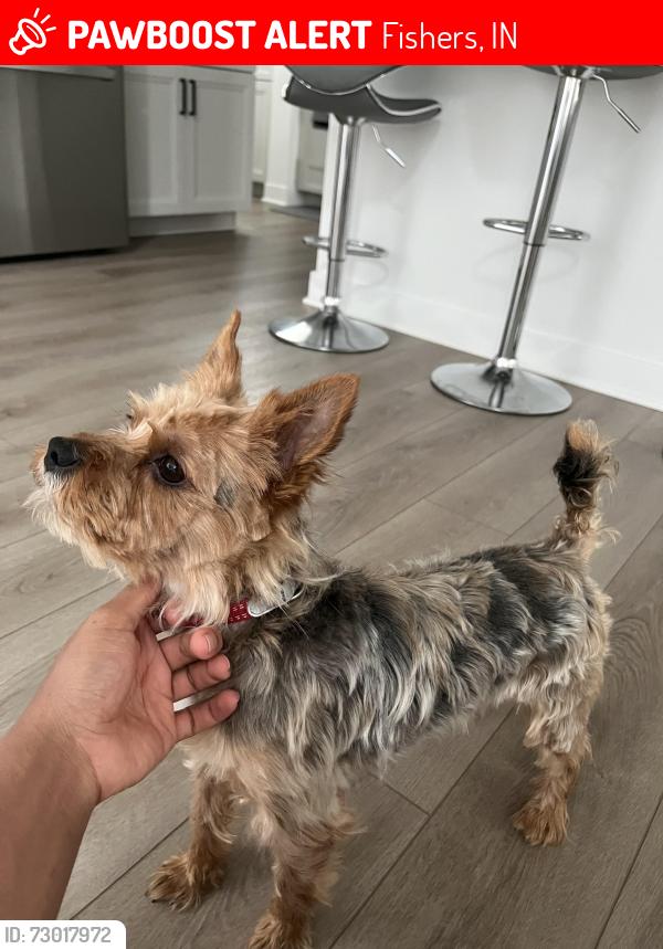 Lost Male Dog last seen Florida Road by Aubrey Lane, Fishers, IN 46040