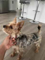 Lost Male Dog last seen Florida Road by Aubrey Lane, Fishers, IN 46040