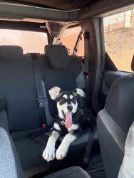 Found/Stray Female Dog last seen Logandale Ave. , Richmond, VA 23224