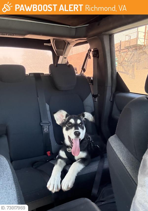 Found/Stray Female Dog last seen Logandale Ave. , Richmond, VA 23224
