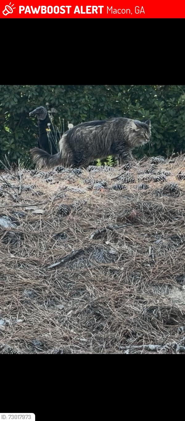 Lost Male Cat last seen Eisenhower, Macon, GA 31206