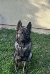 Reunited Male Dog last seen elizondo, Simi Valley, CA 93065