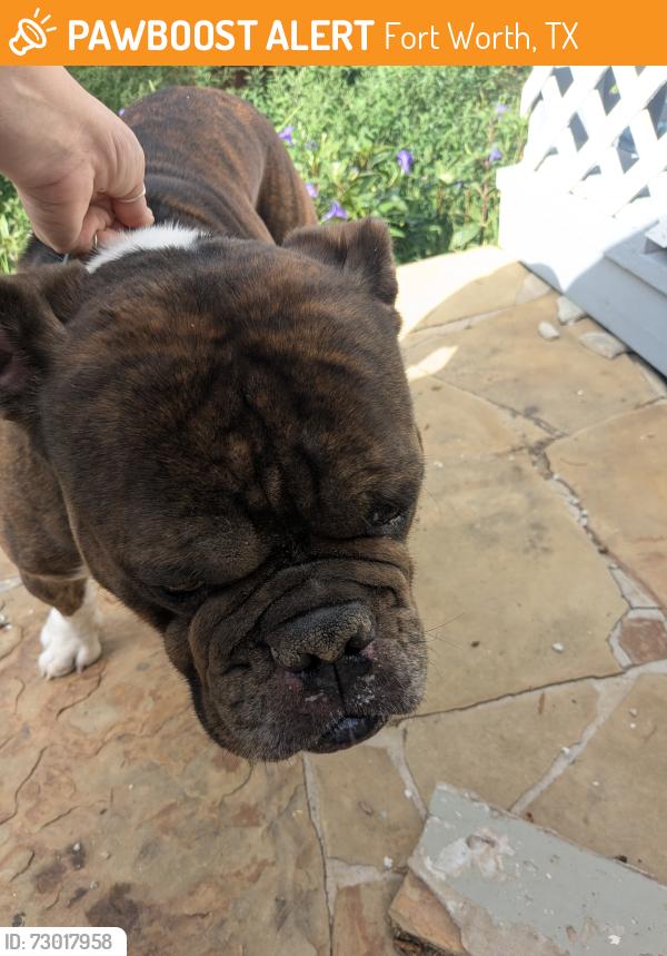 Found/Stray Male Dog last seen Windy Hill Ln , Fort Worth, TX 76108