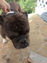 Found/Stray Male Dog last seen Windy Hill Ln , Fort Worth, TX 76108