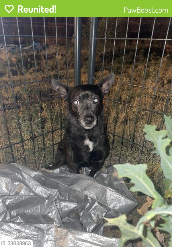Reunited Unknown Dog last seen Pine & Nevada, Pueblo, CO 81004