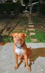 Lost Male Dog last seen Near street, San Antonio, TX 78207