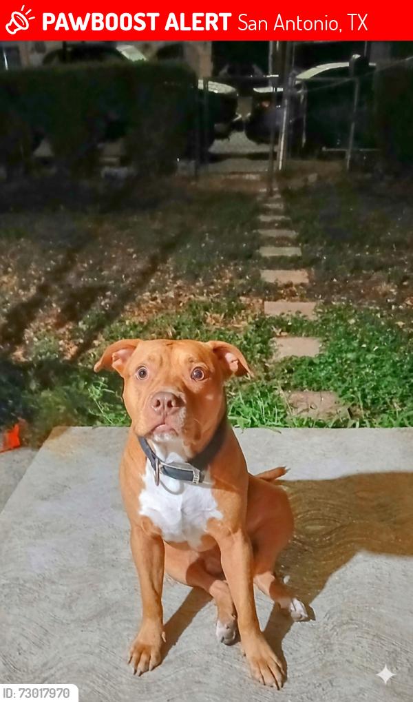 Lost Male Dog last seen Near street, San Antonio, TX 78207