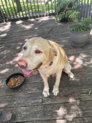 Found/Stray Male Dog last seen Hwy 199 & Provence Road, Ardmore, OK 73401