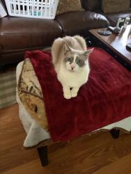 Reunited Male Cat last seen Firestone lane, Macedonia, OH 44056