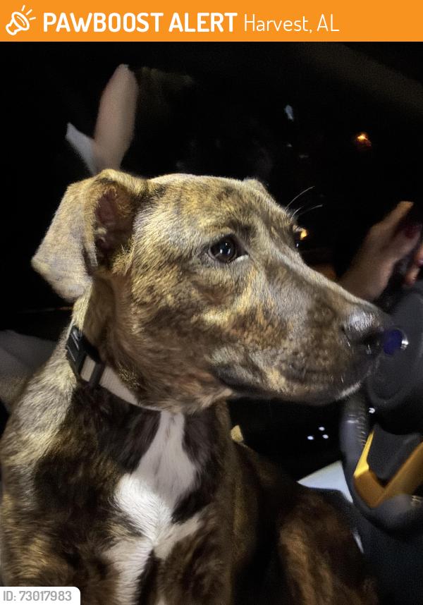 Found/Stray Female Dog last seen Old Railroad Bed and Dan Crutcher, Harvest, AL 35749