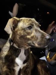 Found/Stray Female Dog last seen Old Railroad Bed and Dan Crutcher, Harvest, AL 35749