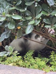 Found/Stray Unknown Cat last seen Bushes in the library parking lot, Encinitas, CA 92024