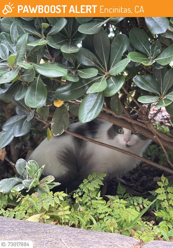 Found/Stray Unknown Cat last seen Bushes in the library parking lot, Encinitas, CA 92024