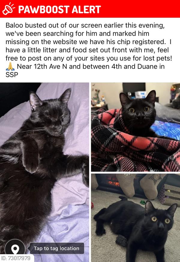 Lost Male Cat last seen 12th Ave N between 4th and Duane, South Saint Paul, MN 55075