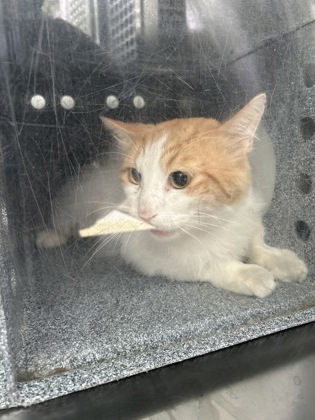 Shelter Stray Unknown Cat last seen Near Frazier Ave, South District, TX, 355 Hillshire Dr, Haslet, TX 76052, USA