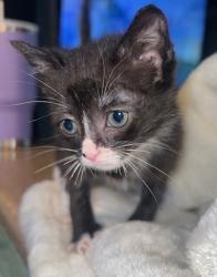 Shelter Stray Female Cat last seen N Phillips Avenue, Bridgeton, NC, 1639 Old Airport Rd, New Bern, NC 28562, USA