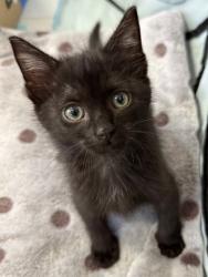 Shelter Stray Male Cat last seen Great Oaks Rd, Havelock, NC, 1639 Old Airport Rd, New Bern, NC 28562, USA