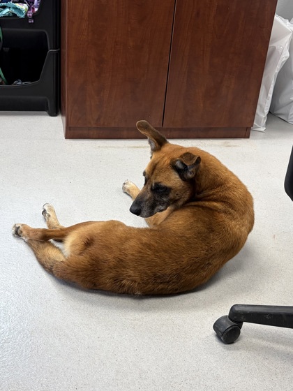 Shelter Stray Male Dog last seen wildwood, City of Alvarado, TX, 602 S Pkwy Dr, Alvarado, TX 76009, USA