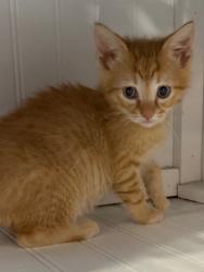 Shelter Stray Male Cat last seen Great Oaks Rd, Havelock, NC, 1639 Old Airport Rd, New Bern, NC 28562, USA