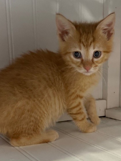 Shelter Stray Male Cat last seen Great Oaks Rd, Havelock, NC, 1639 Old Airport Rd, New Bern, NC 28562, USA