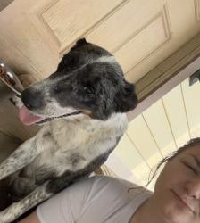 Shelter Stray Female Dog last seen grandview, City of Alvarado, TX, 602 S Pkwy Dr, Alvarado, TX 76009, USA