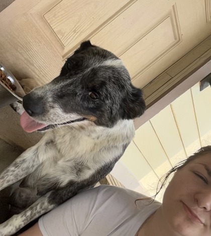 Shelter Stray Female Dog last seen grandview, City of Alvarado, TX, 602 S Pkwy Dr, Alvarado, TX 76009, USA