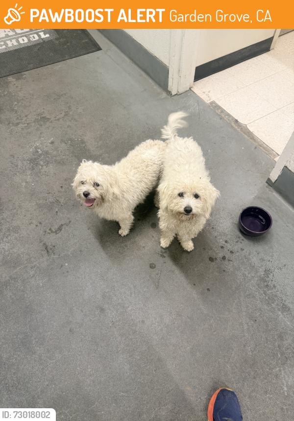 Found/Stray Unknown Dog last seen Near the middle and high schools, Garden Grove, CA 92843
