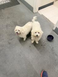 Found/Stray Unknown Dog last seen Near the middle and high schools, Garden Grove, CA 92843