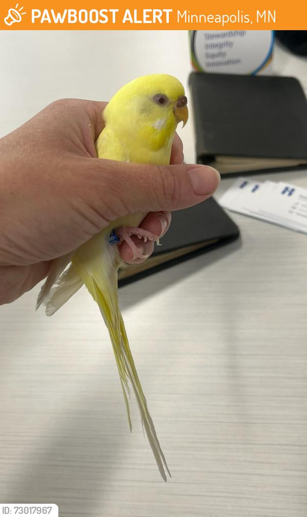 Found/Stray Unknown Bird last seen 6th and 10th in downtown Minneapolis at the energy center., Minneapolis, MN 55415