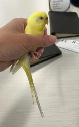 Found/Stray Unknown Bird last seen 6th and 10th in downtown Minneapolis at the energy center., Minneapolis, MN 55415