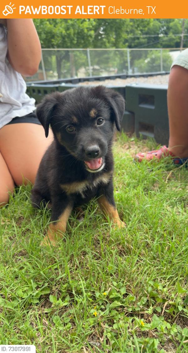 Found/Stray Female Dog last seen Found at pd lacewell park, Cleburne, TX 76033