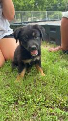 Found/Stray Female Dog last seen Found at pd lacewell park, Cleburne, TX 76033