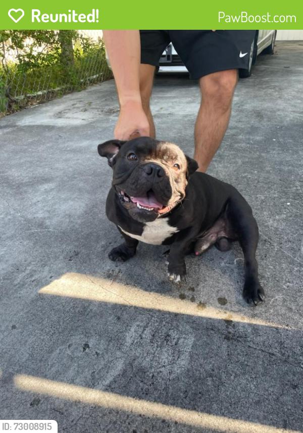 Reunited Male Dog last seen E 46 St and 1 Avenue, Hialeah, FL 33013