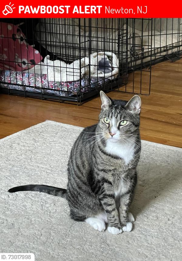 Lost Male Cat last seen Near Fairview Ave newton, Nj near newton high school, Newton, NJ 07860