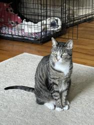 Lost Male Cat last seen Near Fairview Ave newton, Nj near newton high school, Newton, NJ 07860