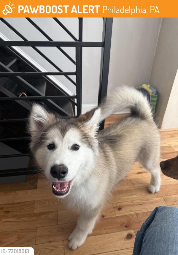 Found/Stray Female Dog last seen South street bridge, Philadelphia, PA 19104