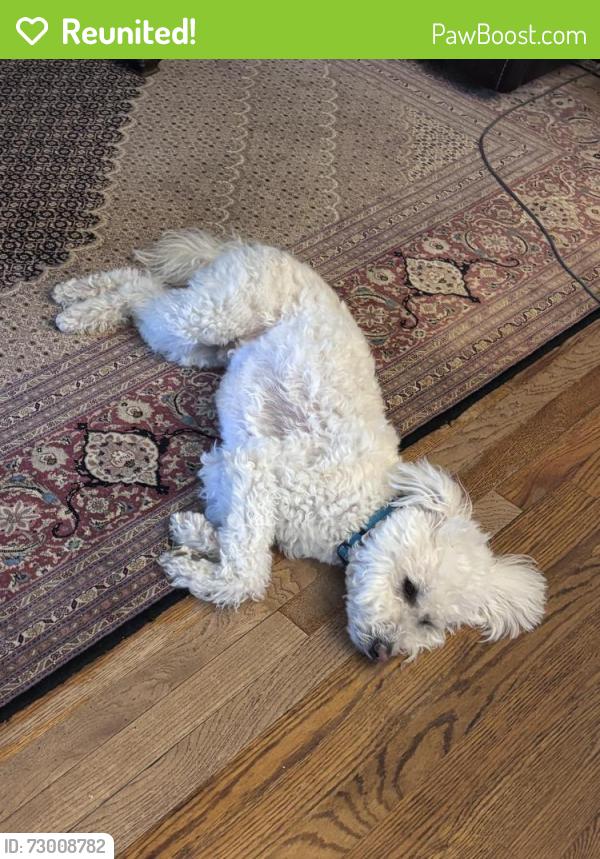 Reunited Male Dog last seen Westminster and Coachway, Anne Arundel County, MD 21401