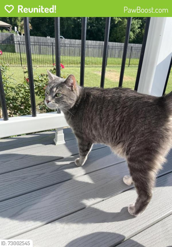 Reunited Male Cat last seen Travis Blvd Moyock, NC, Moyock, NC 27958