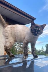 Lost Female Cat last seen Northgate Mall, Edmonton, AB T6C