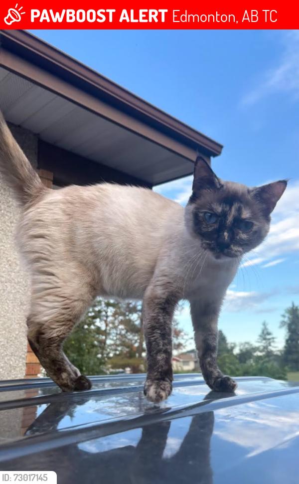 Lost Female Cat last seen Northgate Mall, Edmonton, AB T6C