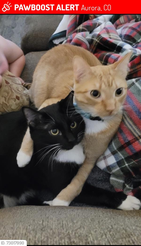Lost Male Cat last seen St. Michael's church , Aurora, CO 80013