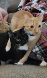 Lost Male Cat last seen St. Michael's church , Aurora, CO 80013