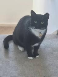 Lost Male Cat last seen Pepper Road Industrial est , Hazel Grove, England SK7