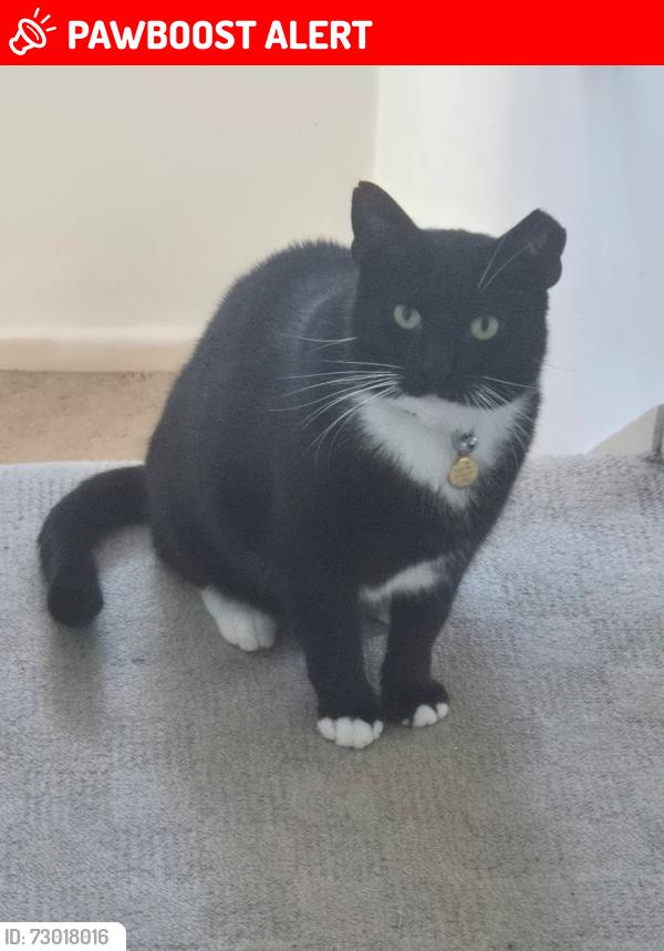 Lost Male Cat last seen Pepper Road Industrial est , Hazel Grove, England SK7