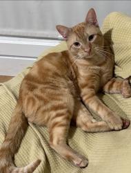 Lost Male Cat last seen Mariposa Ave & 139th St, Gardena, CA 90247