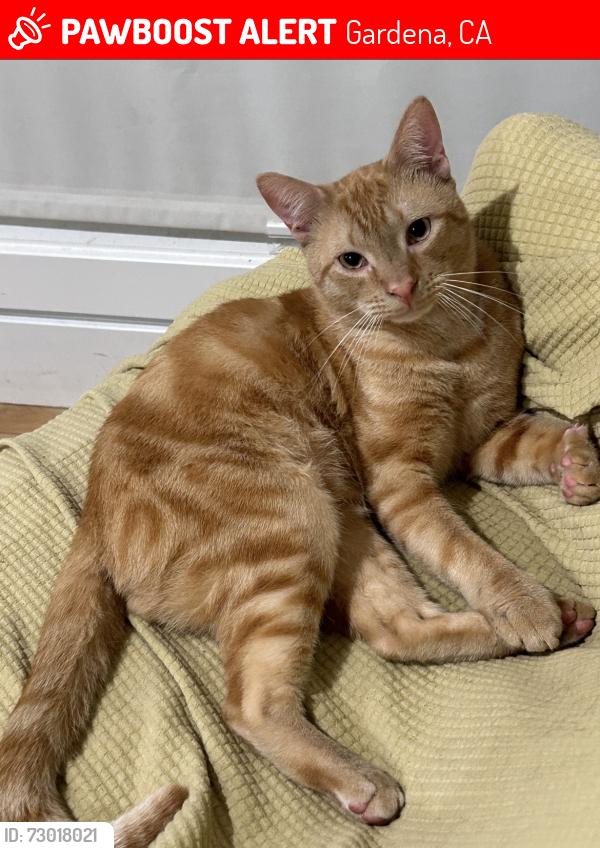 Lost Male Cat last seen Mariposa Ave & 139th St, Gardena, CA 90247