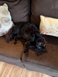 Found/Stray Female Cat last seen Pitts School Rd, Concord, NC 28027